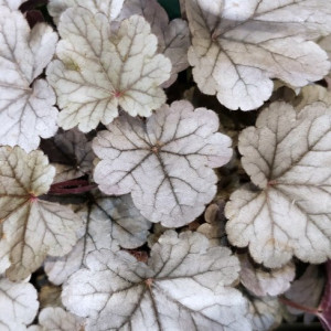 Alūnė 'Silver Gumdrop'