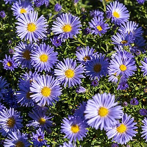Krūminis astras ‘Mittelmeer’