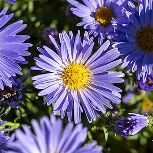 Krūminis astras ‘Mittelmeer’