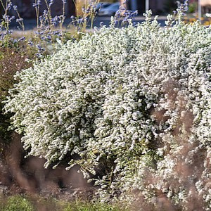 Erikinis astras ‘Schneetanne’