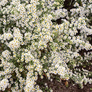 Erikinis astras ‘Schneetanne’