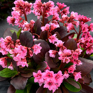 Bergenija ‘Flirt’