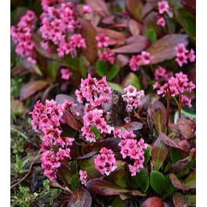 Bergenija ‘Flirt’