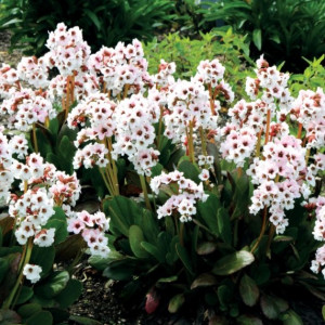 Bergenija Dragonfly ‘Angel Kiss’