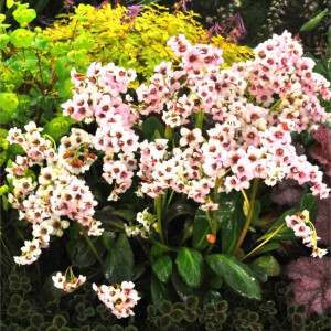 Bergenija Dragonfly ‘Angel Kiss’