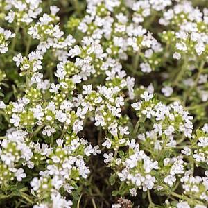 Ankstyvasis čiobrelis ‘Albiflorus’
