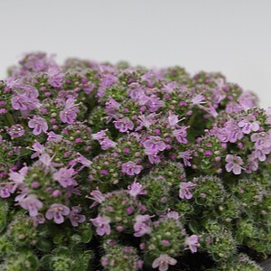 Paprastasis čiobrelis ‘Elfin’