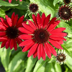 Ežiuolė ‘Pearl Deep Red’