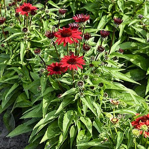 Ežiuolė ‘Pearl Deep Red’