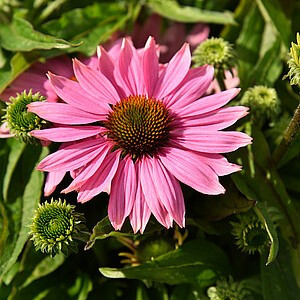 Ežiuolė ‘Pearl Light Pink’