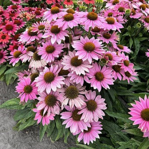 Ežiuolė ‘Pearl Light Pink’