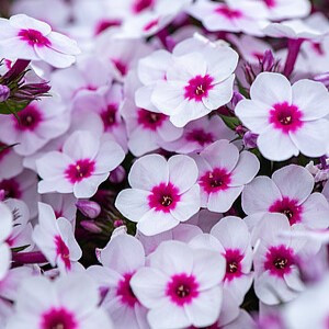 Šluotelinis flioksas ‘Early Blush Pop’