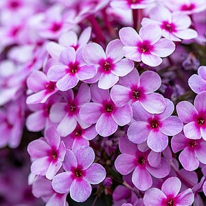 Šluotelinis flioksas ‘Early Lavender Pop’