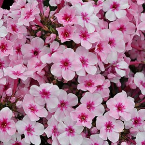 Šluotelinis flioksas ‘Early Pink’