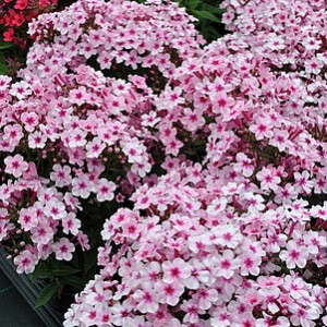 Šluotelinis flioksas ‘Early Pink’