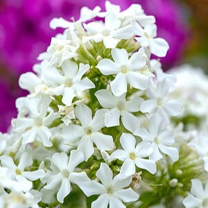 Šluotelinis flioksas ‘Early White’