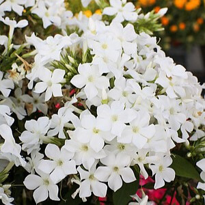 Šluotelinis flioksas ‘Early White’