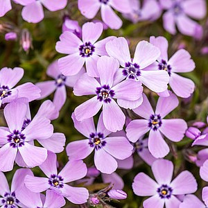 Ylalapis flioksas ‘Benita’