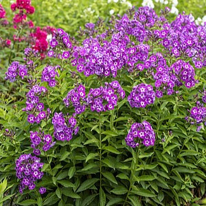 Šluotelinis flioksas ‘Laura’