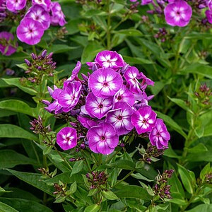 Šluotelinis flioksas ‘Laura’