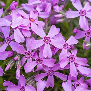 Ylalapis flioksas ‘Moerheimii’