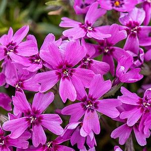 Ylalapis flioksas ‘Samson’