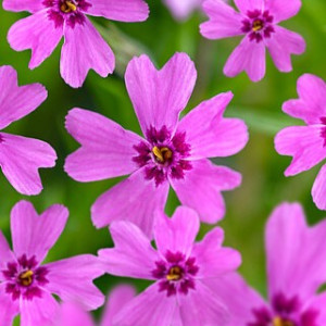 Ylalapis flioksas ‘Samson’