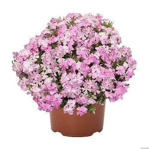 Ylalapis flioksas ‘Spring Soft Pink’
