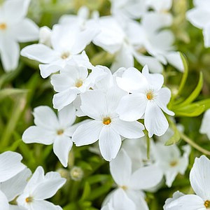 Ylalapis flioksas ‘White Delight’