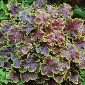 Heucherelė ‘Solar Eclipse’