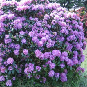 Rododendras Purpureum Grandiflorum