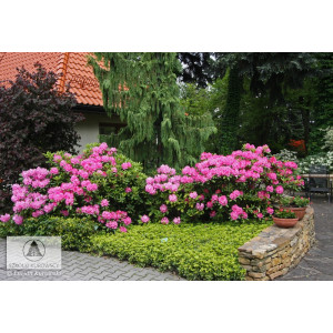 Rododendras jakušimaninis Lumina
