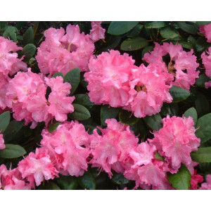 Rododendras jakušimaninis Lumina