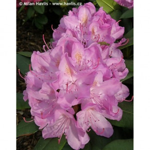 Rododendras Roseum Elegans