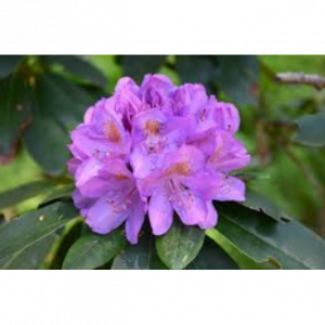 Rododendras Catawbiese Grandiflorum