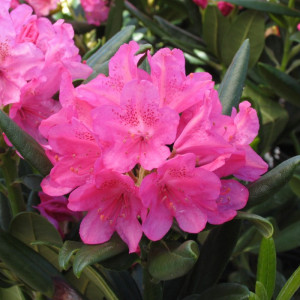 Rododendras Haaga