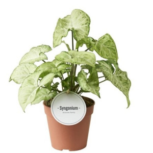 Singonis 'White butterfly'