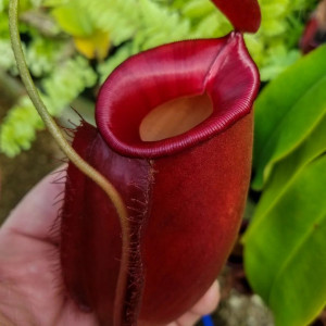 Ąsotenis 'Diana' vabzdžiaėdis augalas 45cm