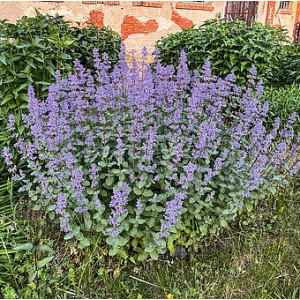 Katžolė ‘Summer Magic’