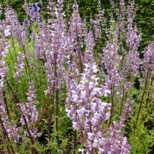 Vengrinė katžolė ‘Purple Cat’
