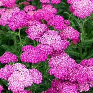Paprastoji kraujažolė ‘Skysail Bright Pink’