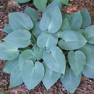 Melsvė ‘Halcyon’