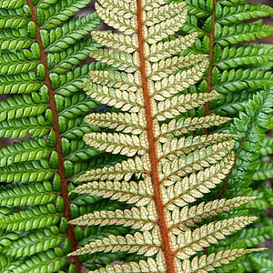 Spyglainis (Polystichum neolobatum)
