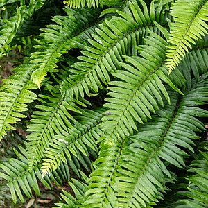 Spyglainis (Polystichum munitum)