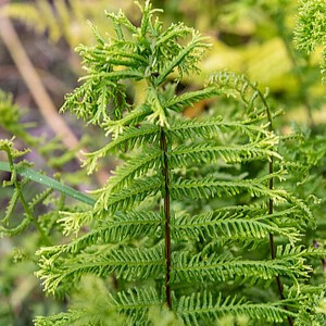 Paprastasis blužniapapartis ‘Vernoniaea Cristatum’