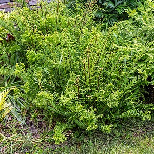 Paprastasis blužniapapartis ‘Vernoniaea Cristatum’