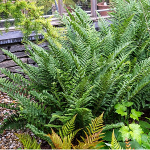 Kelminis papartis ‘Barnesii’