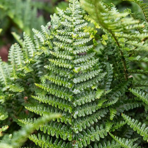 Kelminis papartis ‘Barnesii’