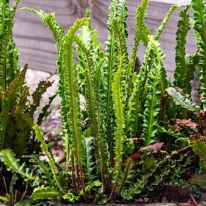 Briedlielinė kalnarūtė ‘Angustifolium’