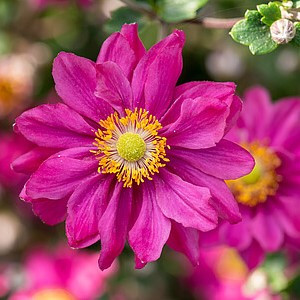 Plukė ‘Garden Breeze Rosy Red’